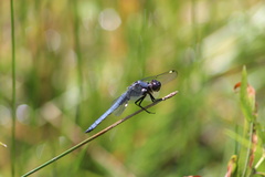 Libellula cyanea