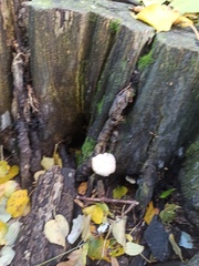 Clitocybe truncicola