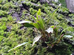 Pleopeltis macrocarpa