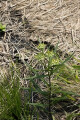 Xysmalobium involucratum