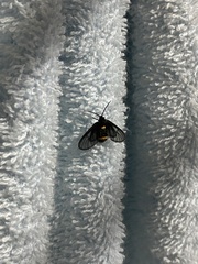 Psichotoe duvaucelii