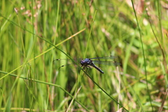 Libellula cyanea