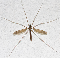 Tipula fulvipennis