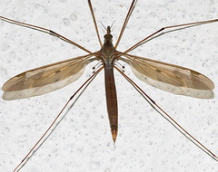 Tipula fulvipennis