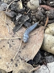 Allacrotelsa spinulata