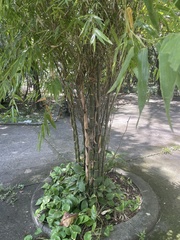 Bambusa vulgaris
