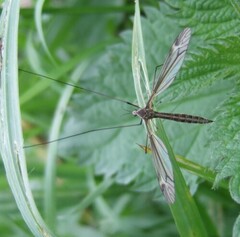 Tipula lateralis