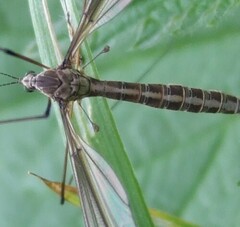 Tipula lateralis