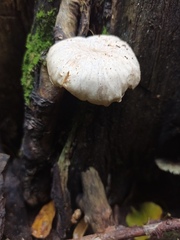 Clitocybe truncicola