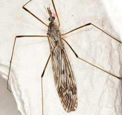 Tipula scripta