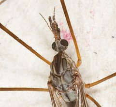 Tipula scripta