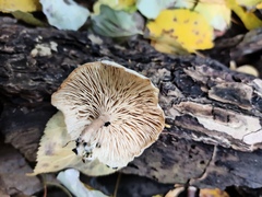 Clitocybe truncicola