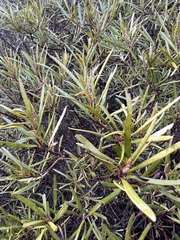 Ornithostaphylos oppositifolia