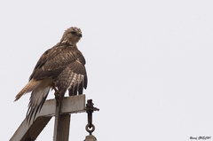 Buteo rufinus cirtensis