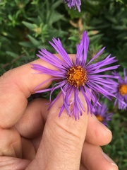 Symphyotrichum novae-angliae