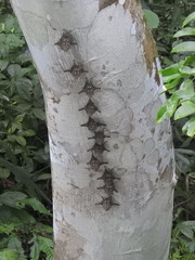 Rhynchonycteris naso