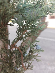 Juniperus deppeana