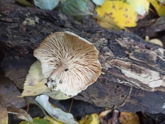 Clitocybe truncicola