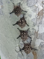 Rhynchonycteris naso