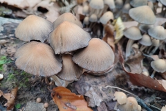 Coprinellus micaceus