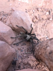 Aphonopelma iodius