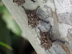 Rhynchonycteris naso
