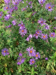 Symphyotrichum novae-angliae