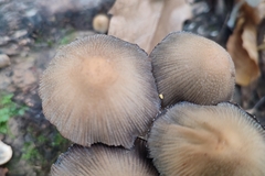 Coprinellus micaceus