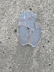 Blepharipoda occidentalis