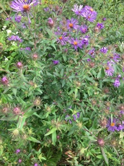 Symphyotrichum novae-angliae