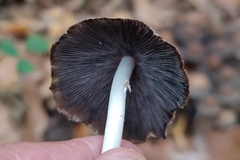 Coprinellus micaceus