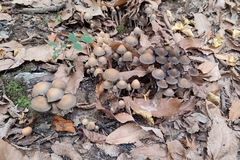 Coprinellus micaceus