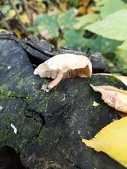 Clitocybe truncicola