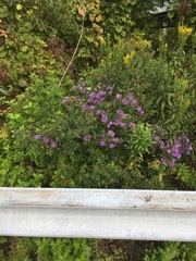 Symphyotrichum novae-angliae