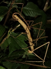 Parapachymorpha dentata