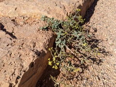 Eriogonum brevicaule