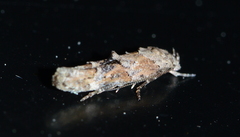 Mompha stellella
