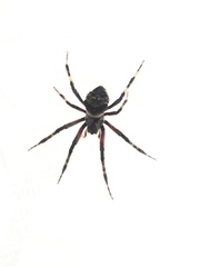 Araneus saevus