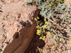 Eriogonum brevicaule