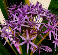 Allium nigrum