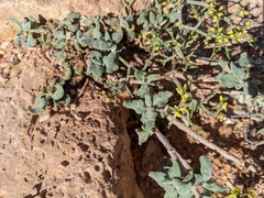 Eriogonum brevicaule