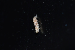 Mompha stellella