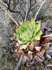 Dudleya brittonii