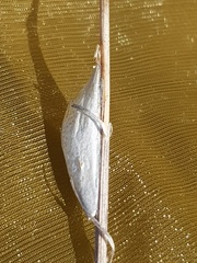 Zygaena filipendulae