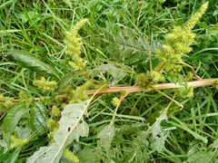 Amaranthus