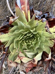 Dudleya brittonii