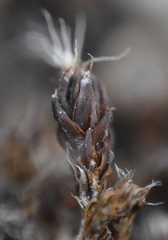 Syntrichia