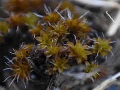 Syntrichia