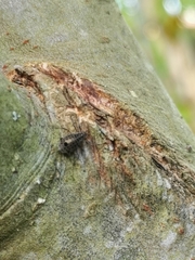 Tuberolachnus salignus