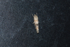 Mompha stellella
